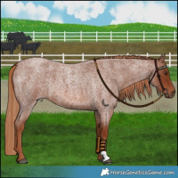 Horse Color:Red Roan