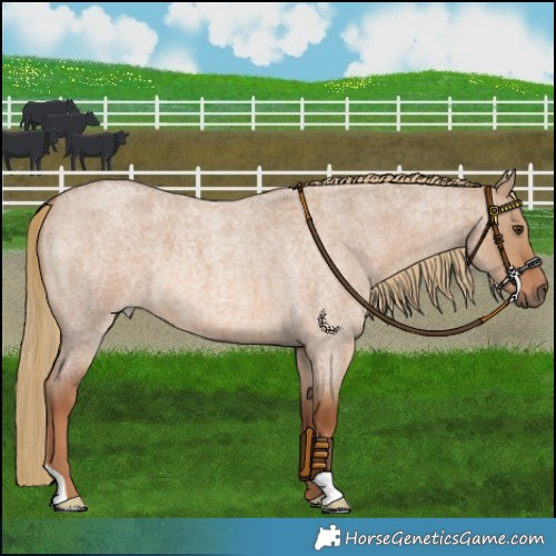Horse Color:Red Dun Roan 
