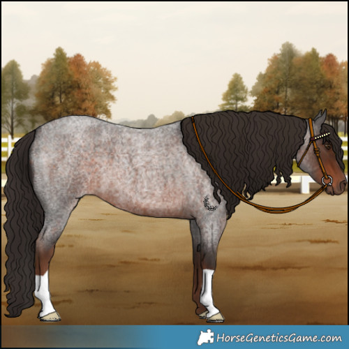 Horse Color:Liver Red Roan 