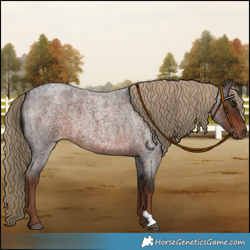 Horse Color:Liver Red Roan 
