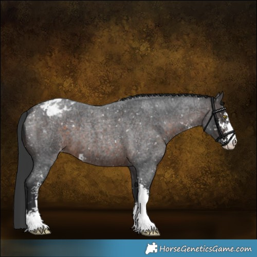 Horse Color:Brown Roan Sabino Appaloosa