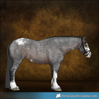 Horse Color:Brown Roan Sabino Appaloosa 