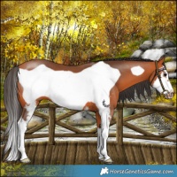 Horse Color:Bay Sabino Frame