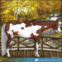 Horse Color:Silver Brown Sabino Frame 