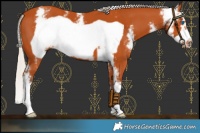 Horse Color:Silver Bay Sabino Frame 