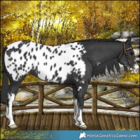 Horse Color:Black Sabino Near Leopard 