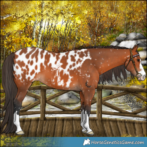 Horse Color:Bay Blanket 