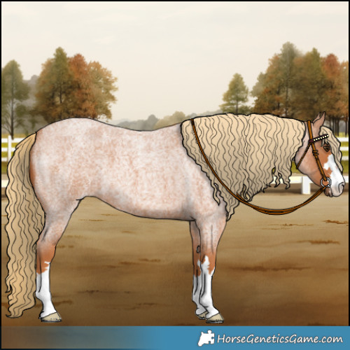 Horse Color:Red Roan 