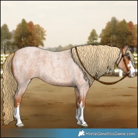 Horse Color:Red Roan 