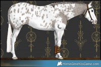 Horse Color:Silver Blue Roan Splash Near Leopard 