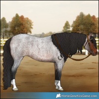 Horse Color:Bay Roan 