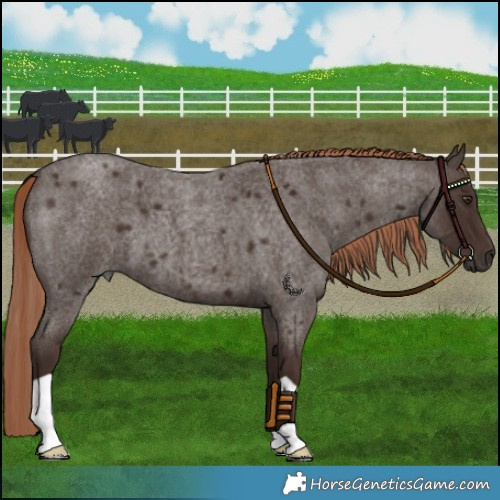 Horse Color:Liver Red Roan 