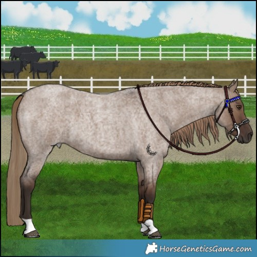 Horse Color:Liver Red Dun Roan 