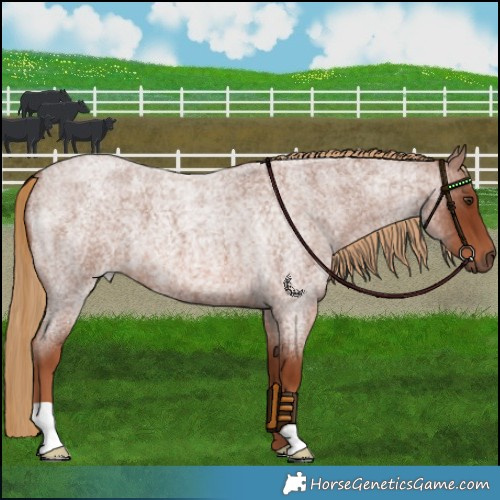 Horse Color:Red Roan 