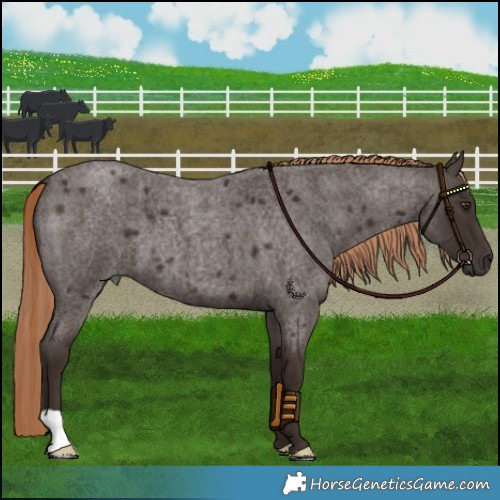 Horse Color:Liver Red Roan 