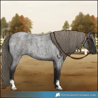 Horse Color:Liver Red Roan 