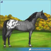 Horse Color:Blue Roan Blanket