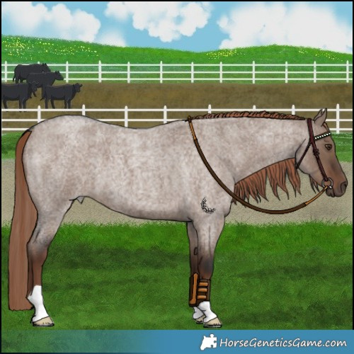 Horse Color:Liver Red Dun Roan 