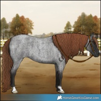 Horse Color:Liver Red Roan 