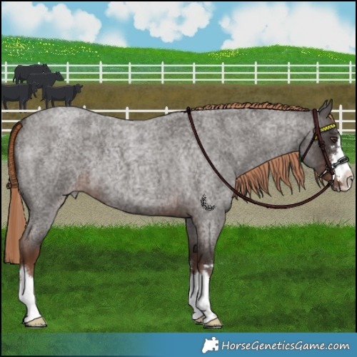 Horse Color:Liver Red Roan 