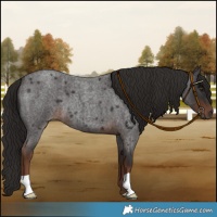 Horse Color:Liver Red Roan 