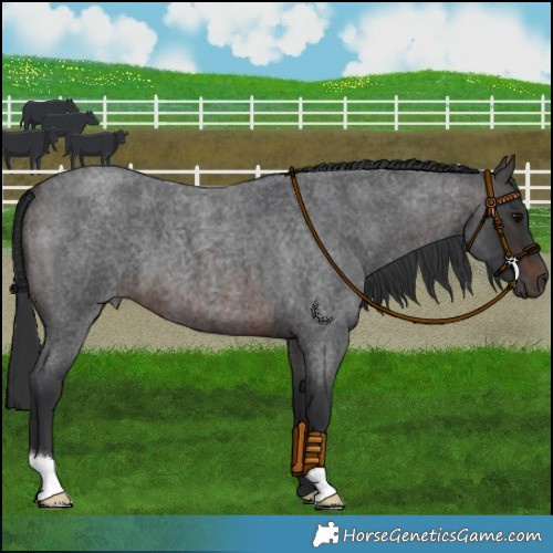 Horse Color:Brown Roan 