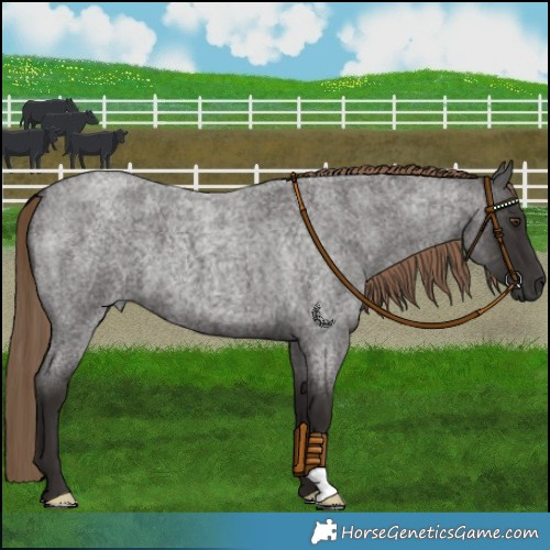 Horse Color:Liver Red Roan 