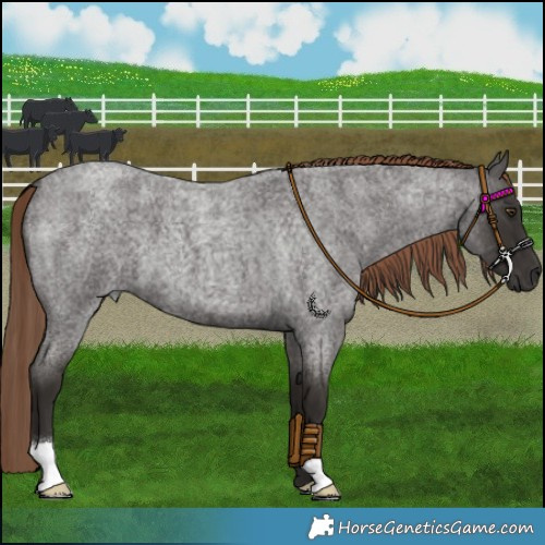 Horse Color:Liver Red Roan 