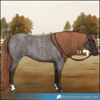 Horse Color:Liver Red Roan 