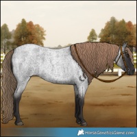 Horse Color:Liver Red Roan 