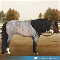 Horse Color:Brown Roan 