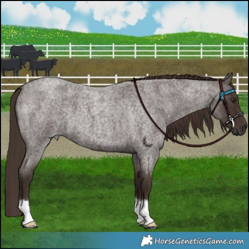 Horse Color:Liver Red Roan 