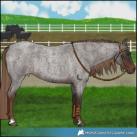 Horse Color:Liver Red Roan Rabicano 