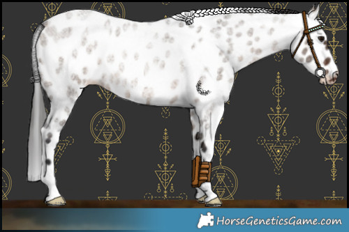 Horse Color:Brown Roan Dun Leopard 