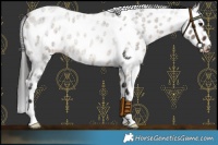 Horse Color:Brown Roan Dun Appaloosa 