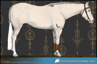 Horse Color:Cremello 