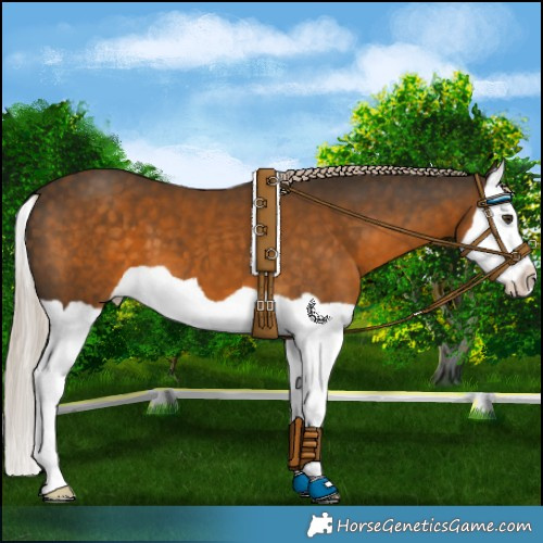 Horse Color:Chocolate Palomino Splash 