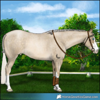 Horse Color:Silver Buckskin Roan Pearl 