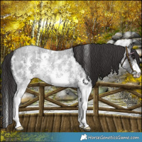 Horse Color:Smoky Blue Roan Sabino Rabicano 