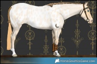 Horse Color:Buckskin Roan Pearl Blanket