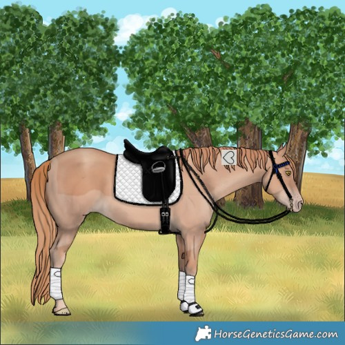 Horse Color:Gold Champagne 