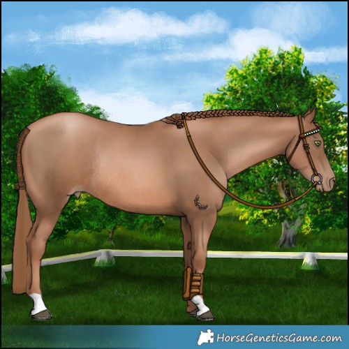 Horse Color:Liver Chestnut Pearl Rabicano 
