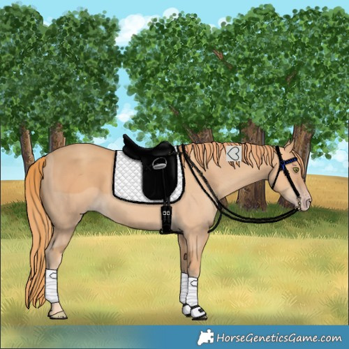 Horse Color:Gold Champagne 