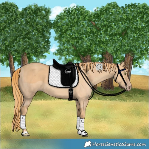 Horse Color:Gold Champagne 
