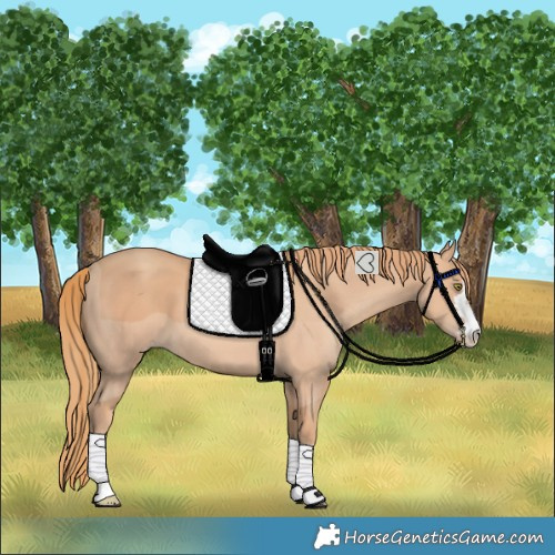 Horse Color:Gold Champagne 
