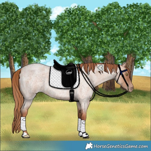 Horse Color:Gold Champagne Roan 