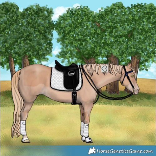 Horse Color:Gold Champagne 