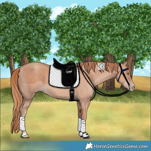 Horse Color:Gold Champagne 