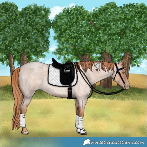 Horse Color:Gold Champagne Roan 