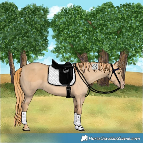 Horse Color:Gold Champagne 